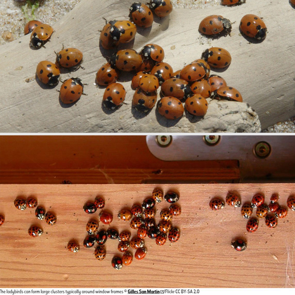 Coccinelle Dans La Maison Que Faire Ventana Blog